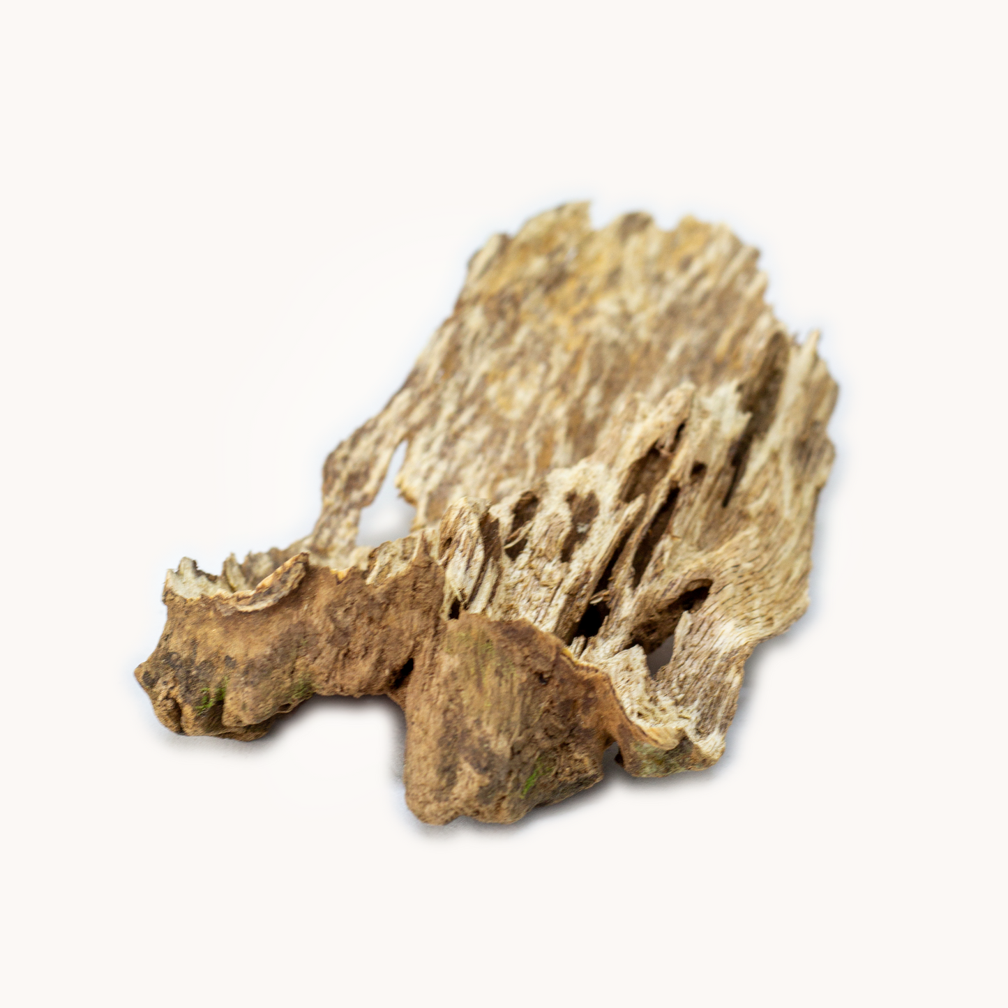 Agarwood - Sumbawa Island